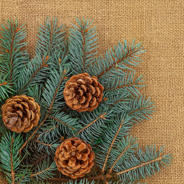 istock New Year composition on burlap. Christmas tree branches and cones. 1278052793