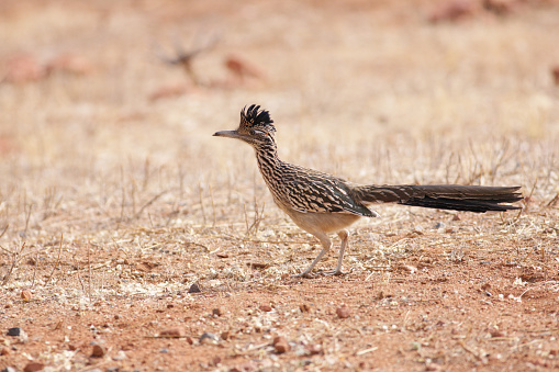 A young roadrunner bird Geococcyx californianus stands alert in dry brown desert grass hunting for insects and small animals. The bird is slightly left of center in the horizontal frame, close up, with tail outstretched, wings at its side and head alert, in profile. Primary image color is golden tan.