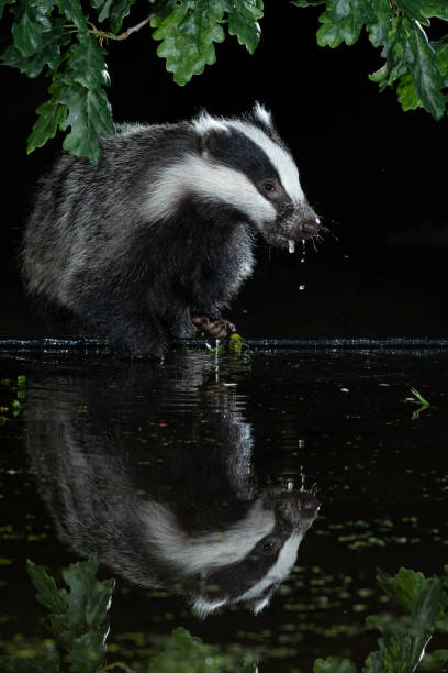 Badger drinking from pool with reflection, Meles meles