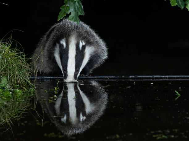 istock European badger drinking from pool with reflection in Surrey, Meles meles 1278054695