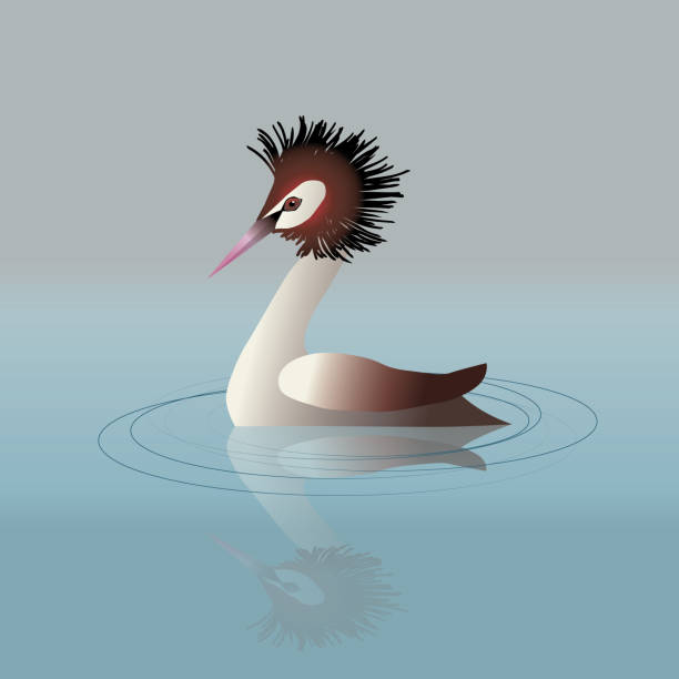 Great crested grebe A vector illustration of a great crested grebe swimming in the water. great crested grebe stock illustrations