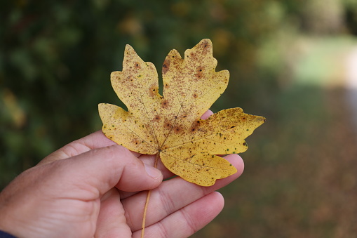 Yellow autumn leaf in hand on blurred background.