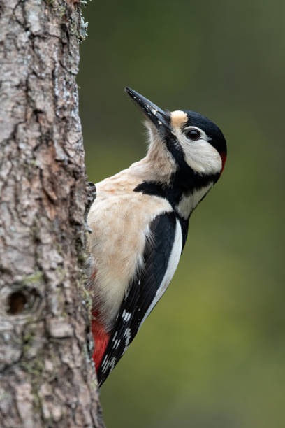 istock Great spotted woodpecker on a willow tree in Hampshire, Dendrocopos major 1278057573