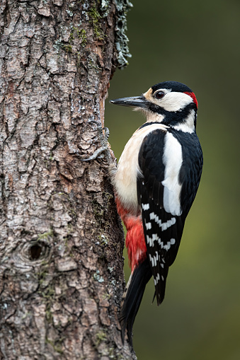 Great spotted woodpecker searching for food