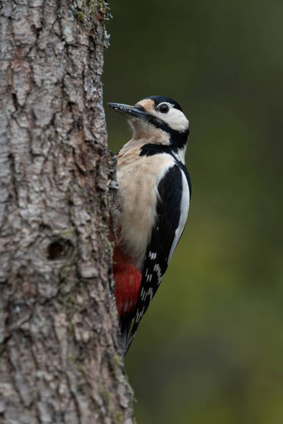 istock Great spotted woodpecker on a willow tree in Hampshire, Dendrocopos major 1278057646