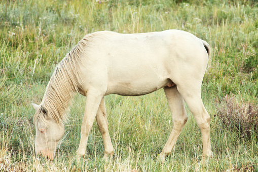 A wild Cremello - a true albino white horse in cream color with blue eyes and pink skin areas - stands amid rabbit brush in the Colorado wilderness.  Close-up, the horse filling the frame, standing profile.