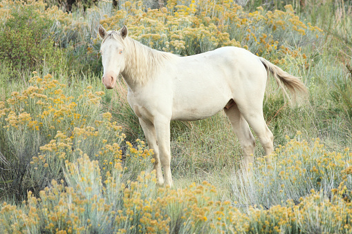 A wild Cremello - a true albino white horse in cream color with blue eyes and pink skin areas - stands amid rabbit brush in the Colorado wilderness.  Close-up, center frame, horizontal composition.