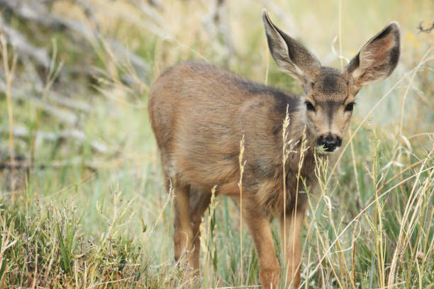 istock Mule Deer Fawn Grazing Wilderness Plants 1278058629