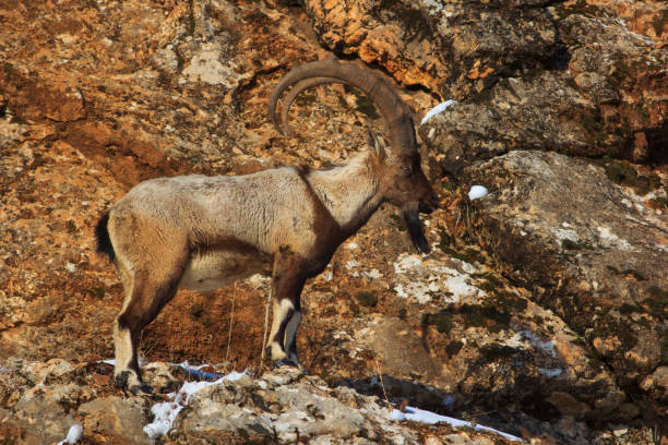 wild goat stock photo