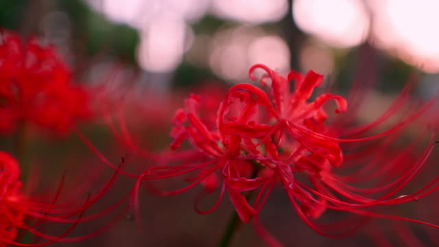 Red spider lilies (Lycoris radiata) in public park at sunset time - part 1 of 2