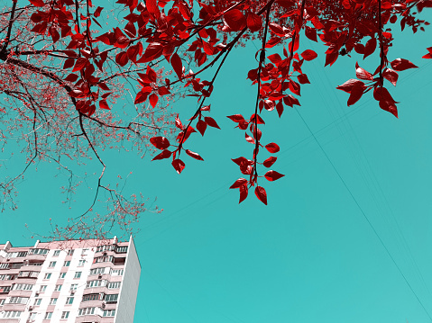 View of the red foliage against the blue sky and a multi-storey building. Autumn concept, architecture, city