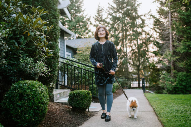 Senior Woman Walks Her Dog In Home Neighborhood A cheerful Korean woman in her 60’s takes her pet dog for a walk.  A time of rest and relaxation with a canine friend. dog disruptagingcollection stock pictures, royalty-free photos & images