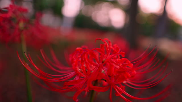 Red spider lilies (Lycoris radiata) in public park at sunset time - part 2 of 2