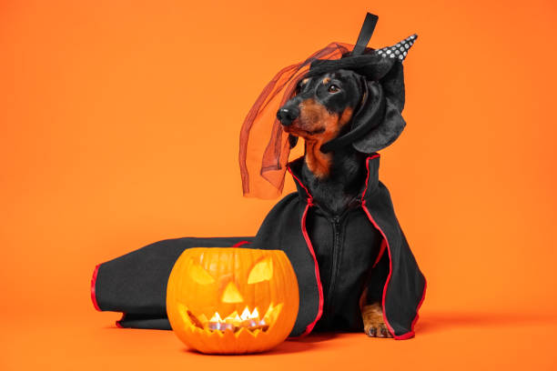 istock Funny dachshund in witch pointed hat with veil and black magic mantle sits on orange background with pumpkin jack lantern, copy space. Preparing to celebrate halloween. 1278063293