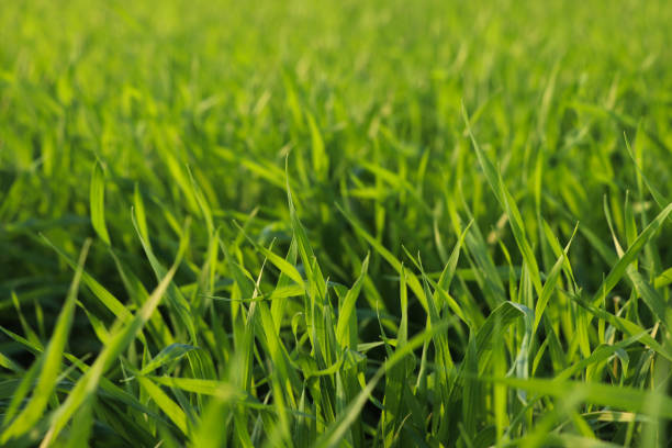 istock Green Grass Background Free Stock Photo 1278063512