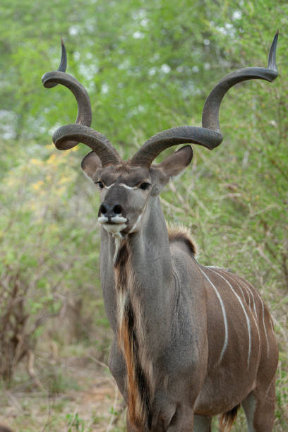 istock Kudu Male with Huge Horns 1278063825