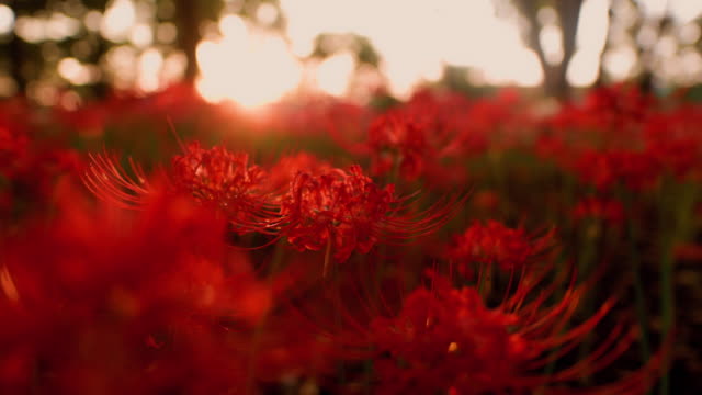 Red spider lilies (Lycoris radiata) in public park at sunset time