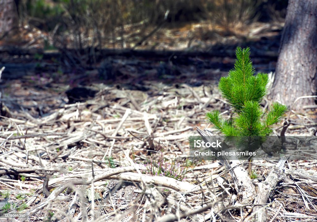 New growth from old, England, UK New sapling tree growth springs from the remains of an old felled forest of pine and fir trees whose litter rots on the ground in a managed coniferous forest, Wareham, England, UK Forest Stock Photo