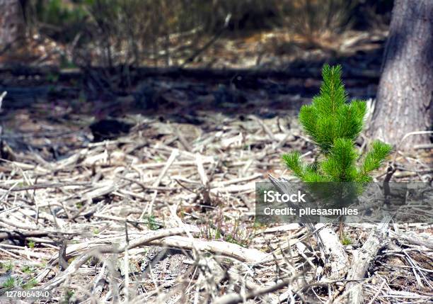 New Growth From Old England Uk Stock Photo - Download Image Now - Forest, Fallen Tree, New
