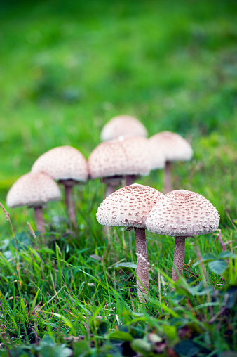 A wide variety of wild Mushrooms and Fungi grow in the open fields, hedgerows and forests, identified with difficulty between edible fungus food or poisonous and deadly, dangerous  toadstool, Dorset, England