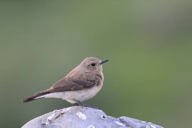 istock Spotted Flycatcher Muscicapa striata 1278064955