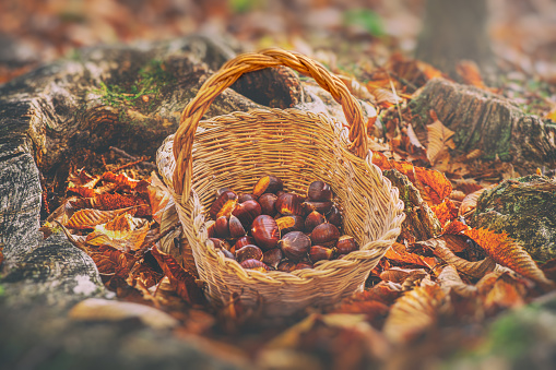 chestnuts vintage background - harvesting chestnut in forest with basket in autumn foliage blur ground .
