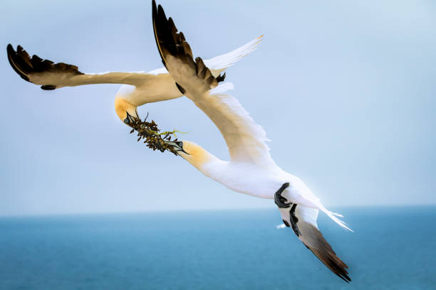 Two northern terns in flight in the wild