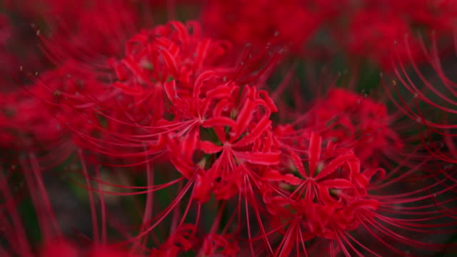Red spider lilies (Lycoris radiata) in public park at sunset time