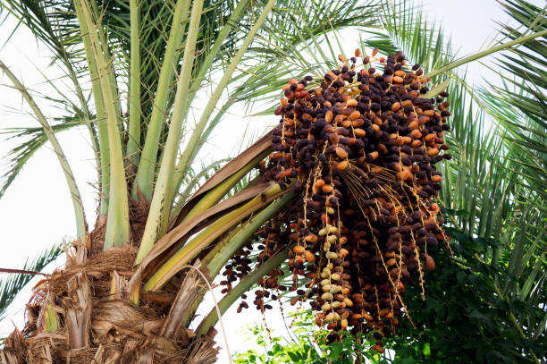 istock Date palm with bunches of dates close-up. 1278066908