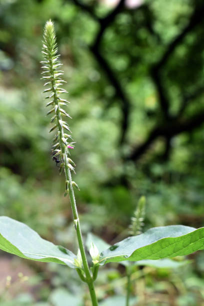 apamarga - achyranthes aspera, spreu blume, stachelige spreu blume, teufels pferdpeitsche grüne pflanze mit verschwommenen baum zweig grünen hintergrund - horsewhip stock-fotos und bilder