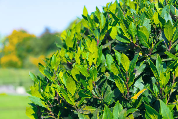 Trimmed round shape of laurel tree crown, leaves close up. Trimmed round shape of laurel tree crown, leaves close up bay tree stock pictures, royalty-free photos & images