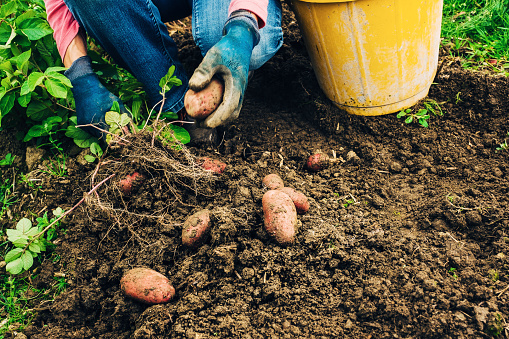 Freshly picked potatoes in garden allotment