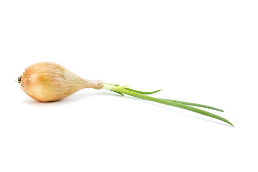 A single sprouting onion on a white background.