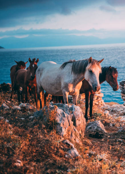 Photography of a beautiful scene on the beautiful island of San Andres where there is a man who enters the sea with his horse where he bathes it while they live at dawn