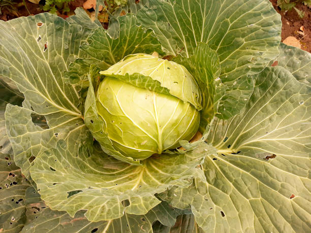 istock Cabbage grows on the ground in the garden 1278072039