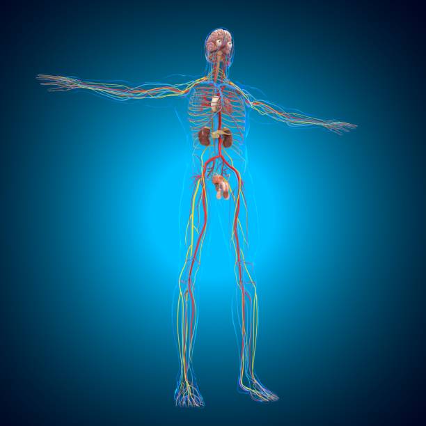 istock Human Circulatory system Anatomy With brain For medical concept 3D 1278072302