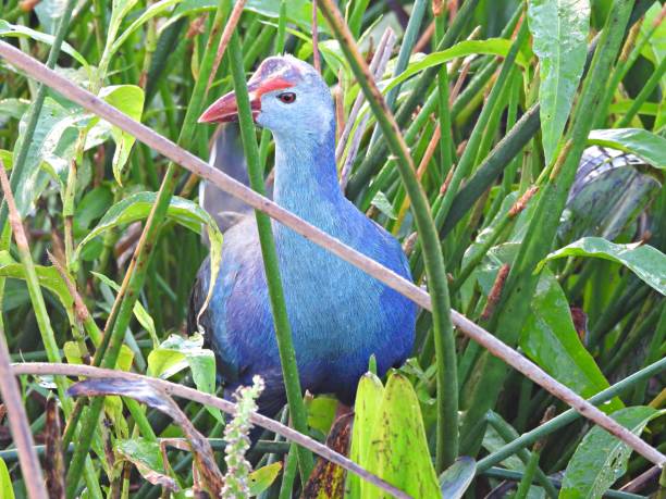 istock Grey-headed Swamphen (Porphyrio poliocephalus) in the Florida wetlands 1278072609