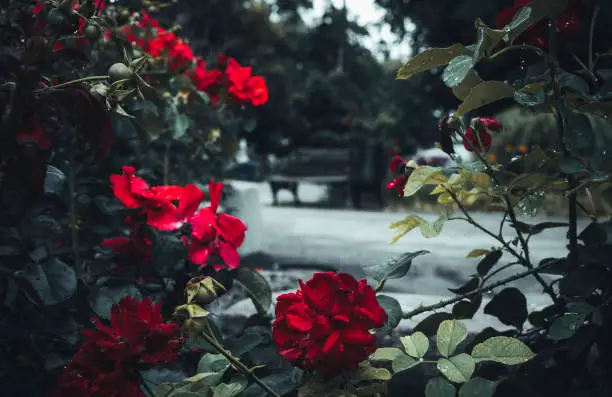 Rosebush with red flowers at the public park. Blurred background with bench. Drops of water after rain on the flower petals 
Leaves with drops