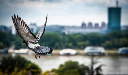 The pigeon is flying over the water surface on a river, during day.