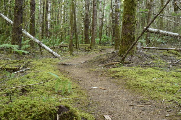 istock Low Angle View Of Winding Trail Against Dense Forest And Moss 1278073797