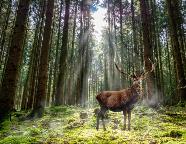 cervo si trova in una radura nella foresta - elk deer hunting animals hunting foto e immagini stock