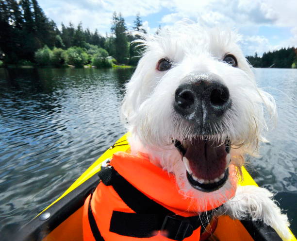 istock Phineas on Island Lake 1278074070