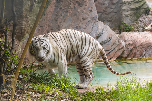 White tiger walks ona pond stock photo