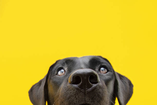 black dog on dark background