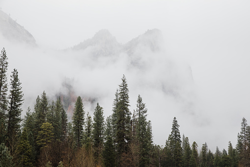 Trees and mountains of Yosemite National Park on foggy day