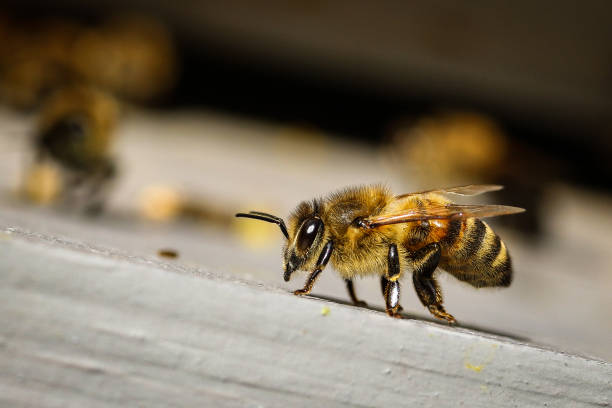 istock Bee in front of the hive 1278080744