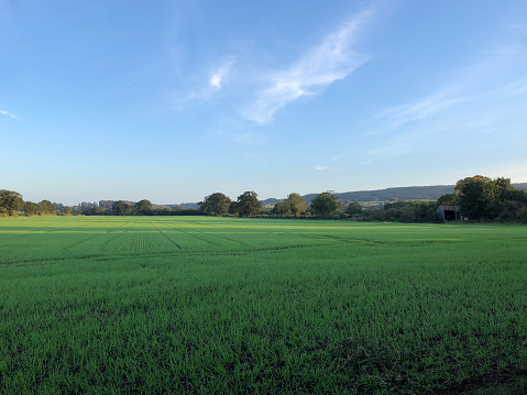 Field of winter barley in autumn, North Yorkshire , England , United Kingdom