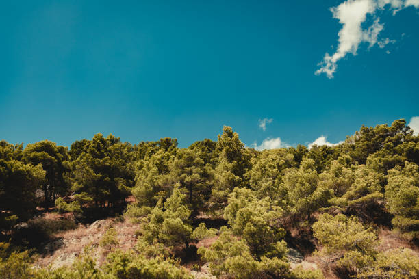 Croatian mediterranean tree-covered hill landscape in summer close to the mediterranean sea with bushes and trees under blue siummer sky. Dalmatia, Croatia, Europe.