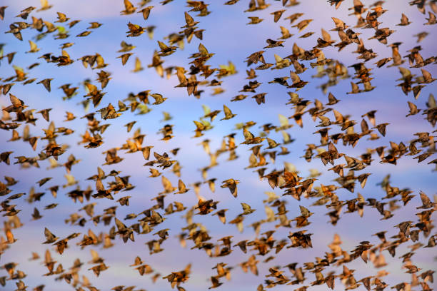 istock Abstract nature. Flying blur birds. Blue sky background. 1278082022