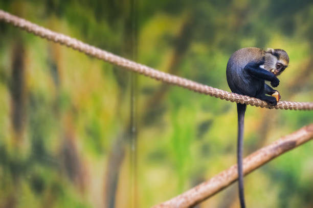 The Campbell's Monkey sitting on a rope and eating